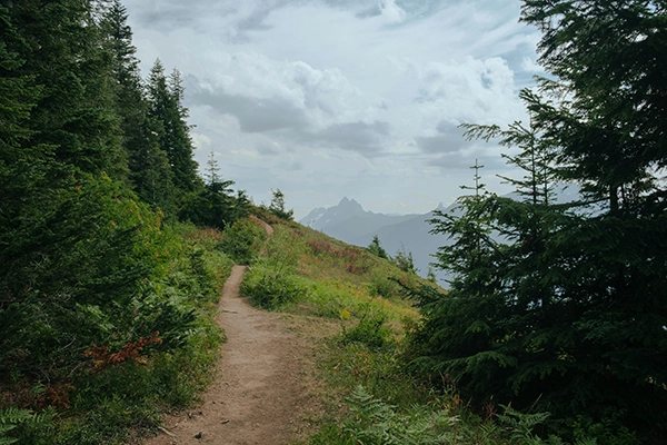 A forested hiking trail in the Chilliwack area.
